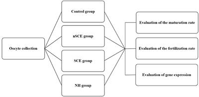 Effects of Pre-ovulatory Follicular Fluid of Repeat Breeder Dairy Cows on Bovine Fertility Transcriptomic Markers and Oocytes Maturation and Fertilization Capacity